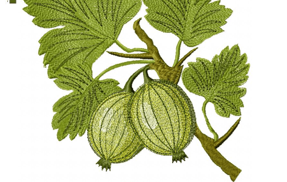 Gooseberry: A Vibrant Kitchen Embroidery Review