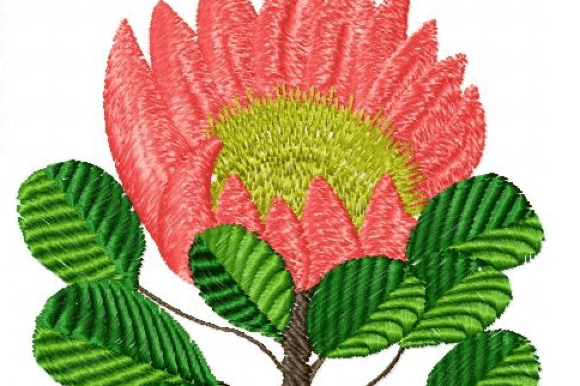 Protea Rose: A Designer’s Review for Real Stitching